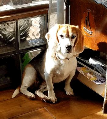Bentley, a ADOPTABLE Beagle in West Decatur, PA image 5/5
