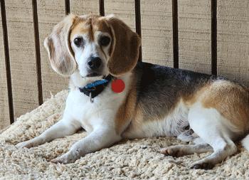 Bentley, a ADOPTABLE Beagle in West Decatur, PA image 4/6