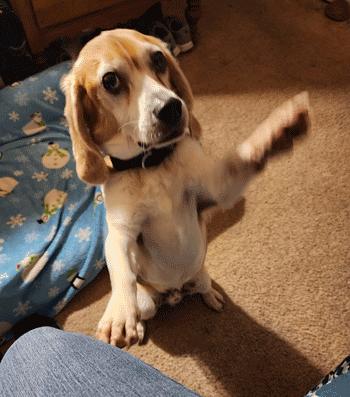 Bentley, a ADOPTABLE Beagle in West Decatur, PA image 1/6