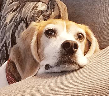 Bentley, a ADOPTABLE Beagle in West Decatur, PA image 2/5