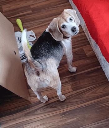 Bentley, a ADOPTABLE Beagle in West Decatur, PA image 3/5