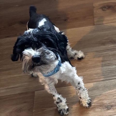 Enlarge Charlie, an adopted Miniature Schnauzer in Stokesdale, NC image 1/1