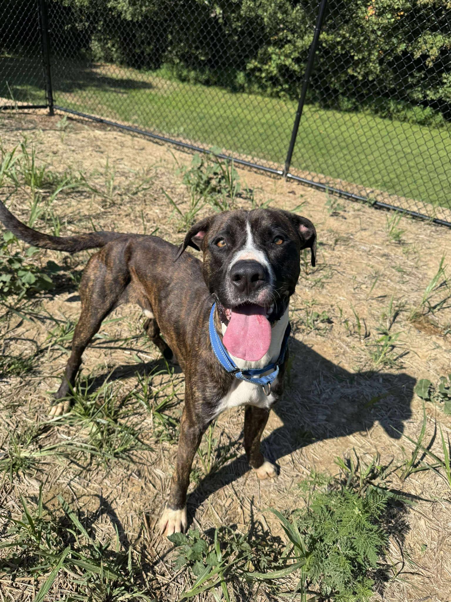 Jeffrey, Adoptable, Young Male Pit Bull Terrier & Boxer.