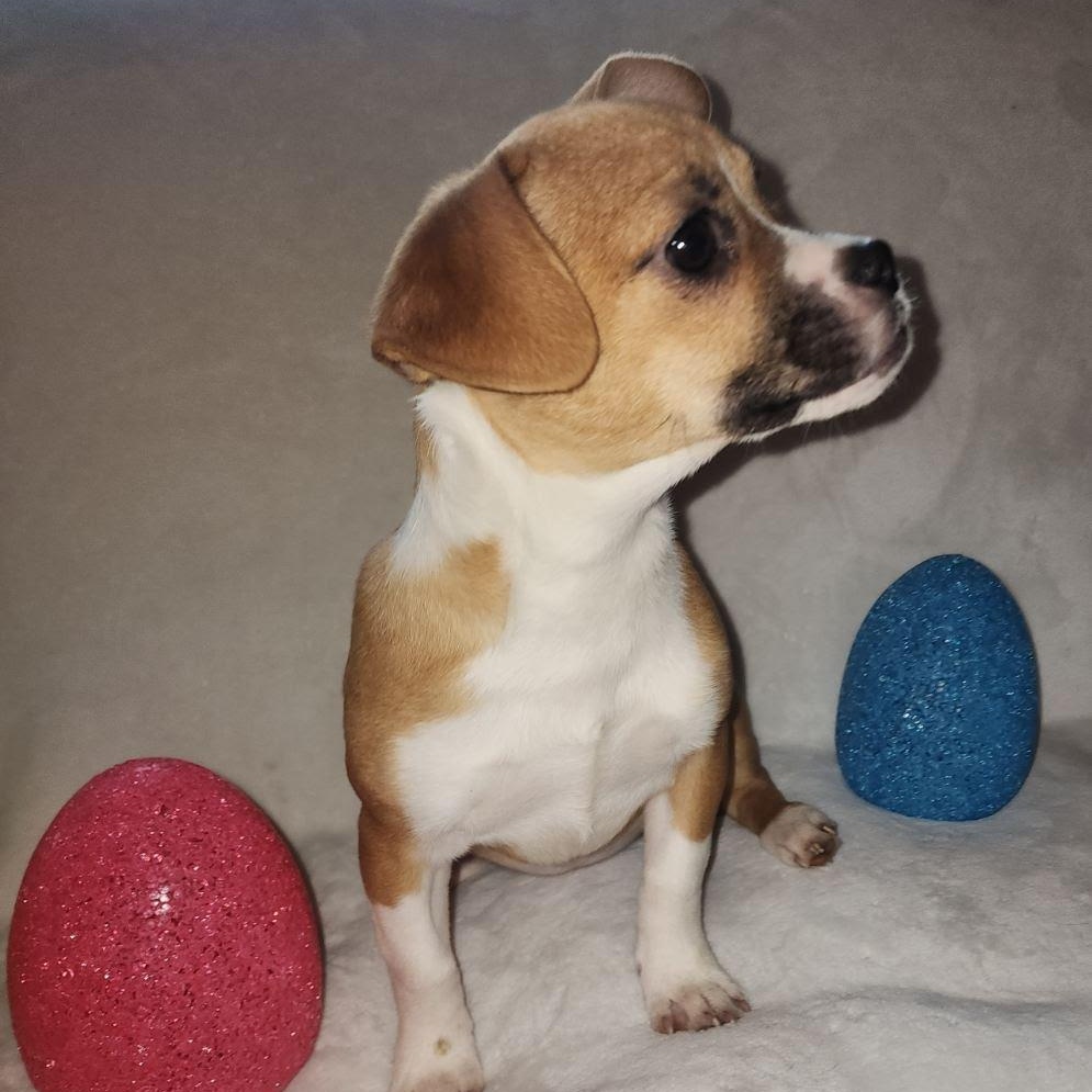 Enlarge Lyra, an adopted mixed breed in Olympia, WA image 3/3