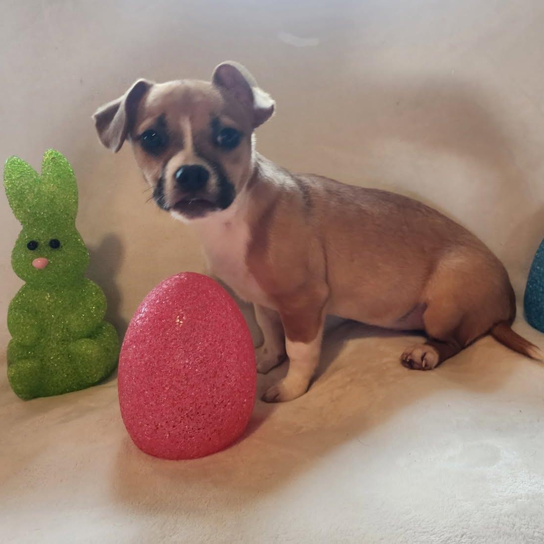 Enlarge Lyra, an adopted mixed breed in Olympia, WA image 2/3