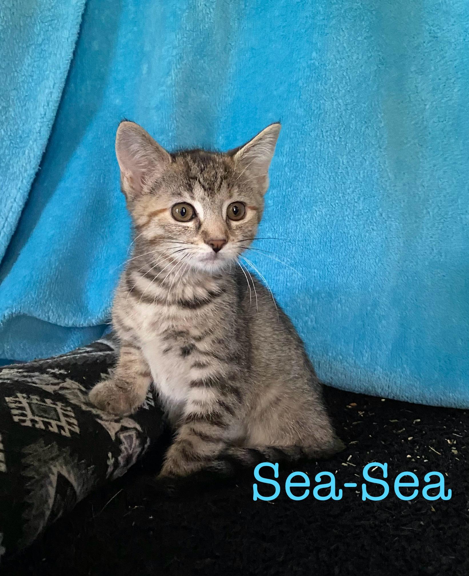 Sea Sea, Young Male unknown