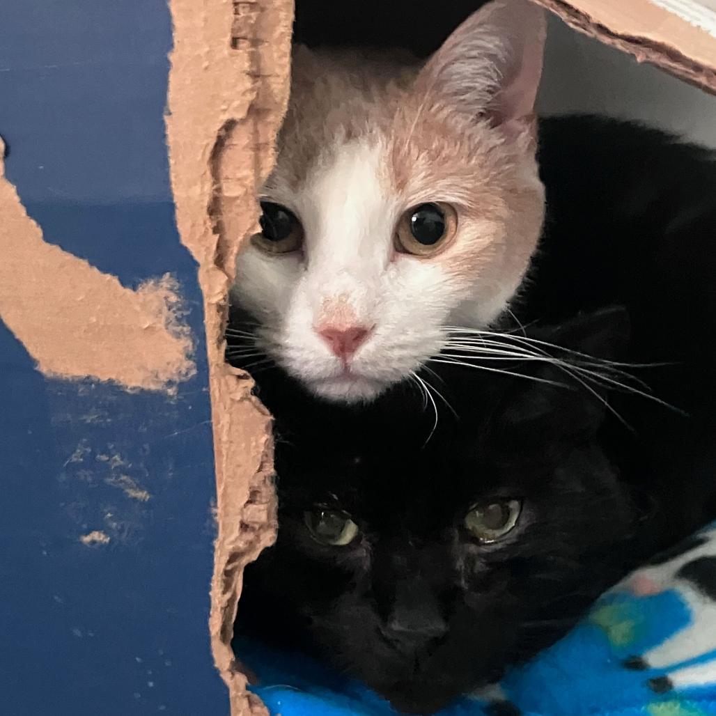 Finnegan, Adoptable, Adult Male Domestic Short Hair.