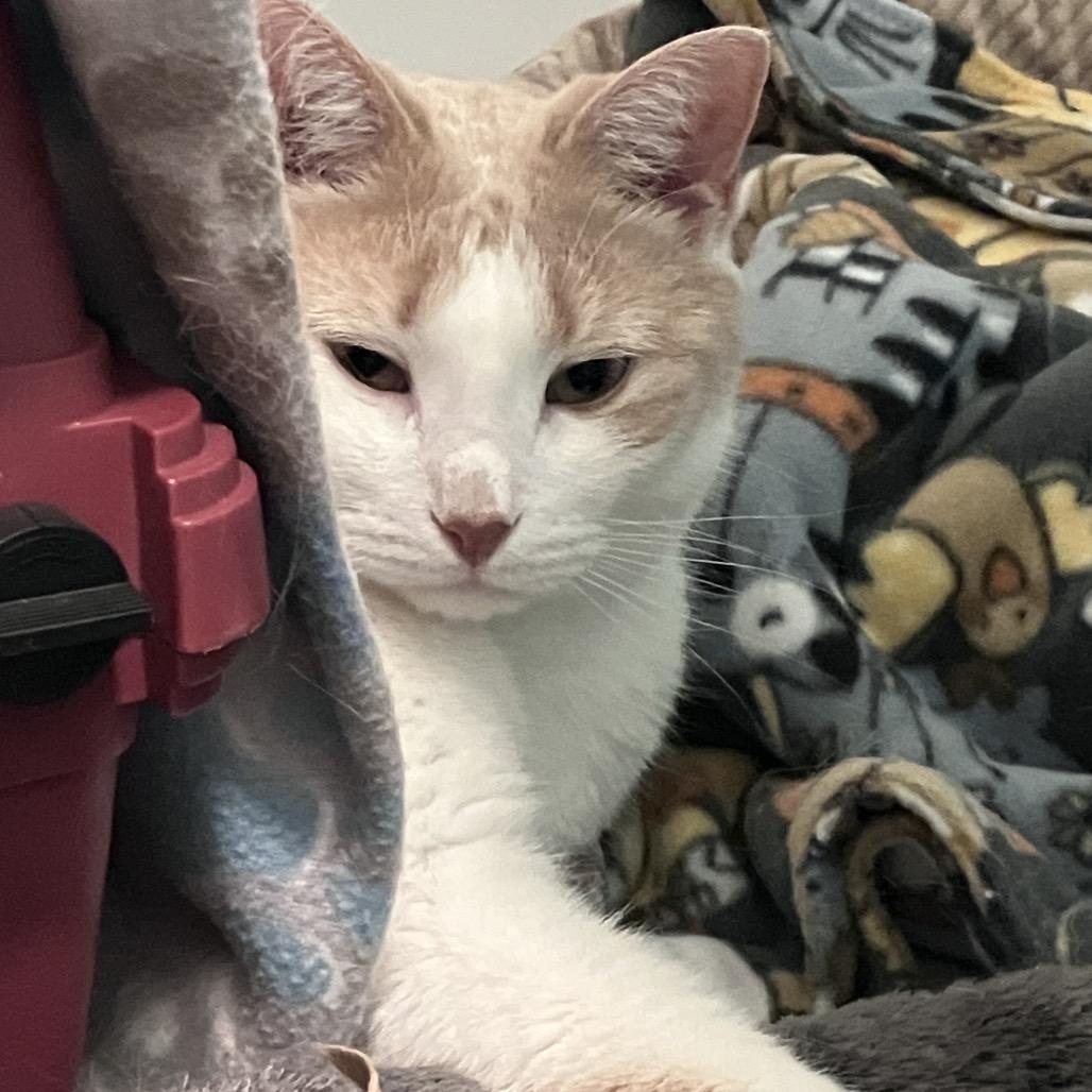 Finnegan, Adoptable, Adult Male Domestic Short Hair.