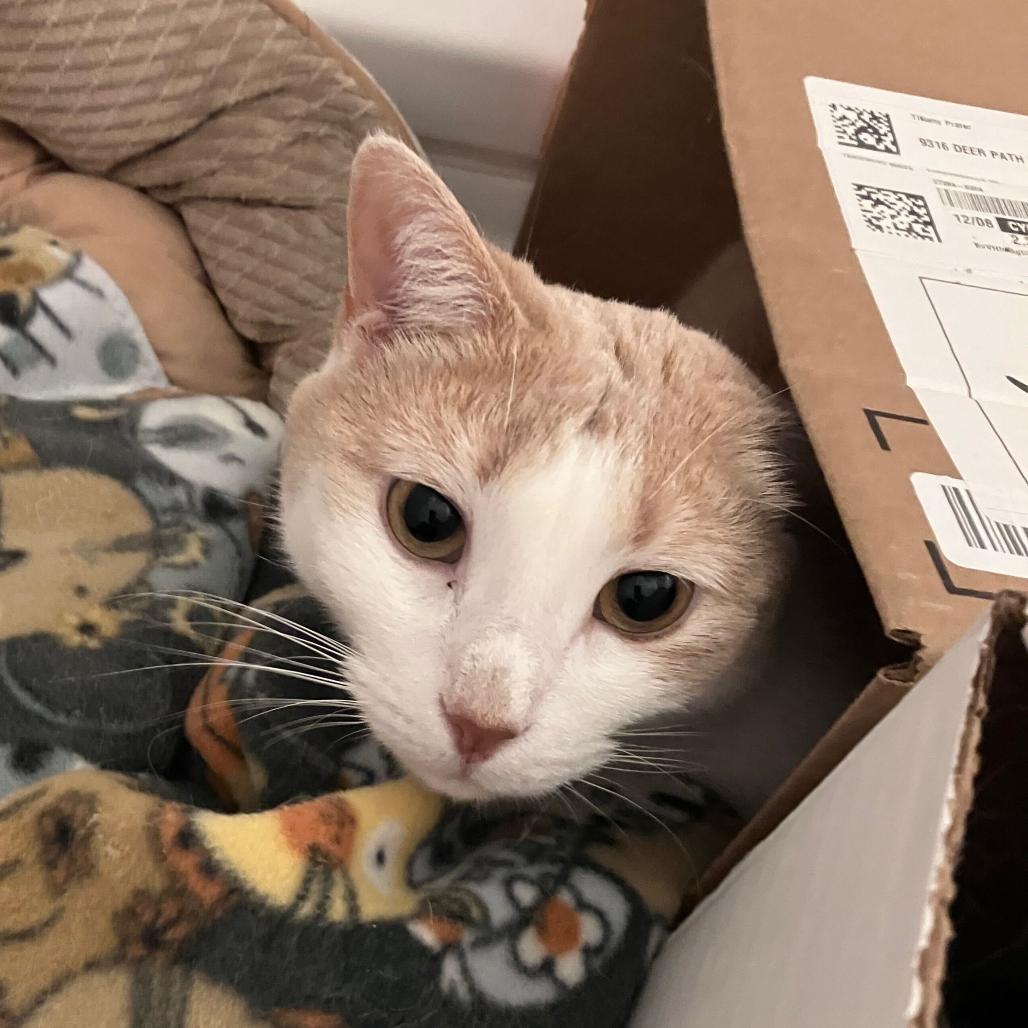 Enlarge Finnegan, a Adoptable Domestic Short Hair in Waxhaw, NC image 3/4