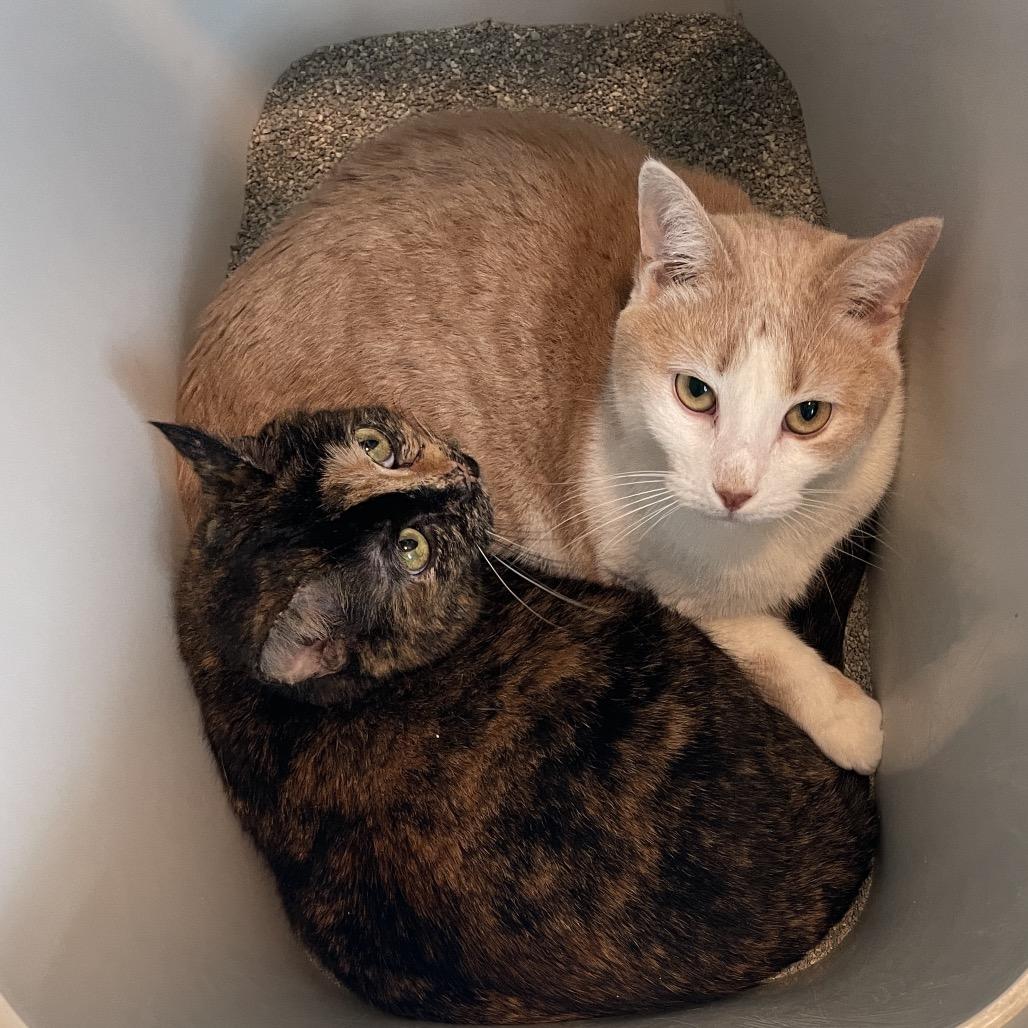 Enlarge Finnegan, a Adoptable Domestic Short Hair in Waxhaw, NC image 4/4