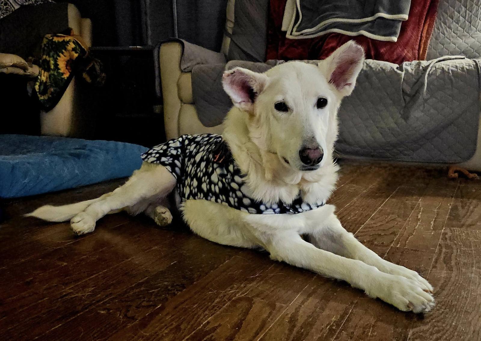 Enlarge Dexter, a Adoptable White German Shepherd in Londonderry, NH image 1/3