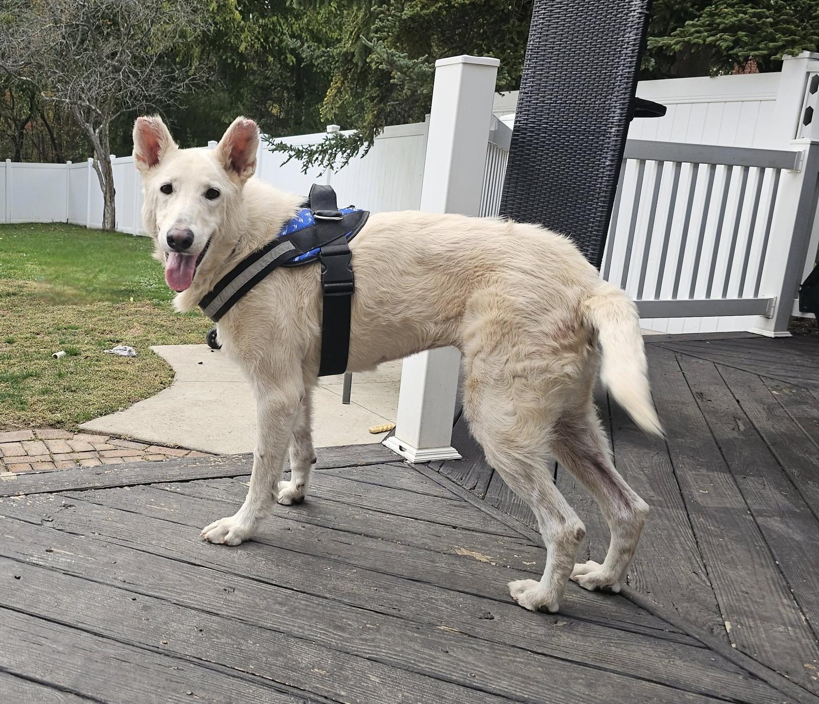 Enlarge Dexter, a Adoptable White German Shepherd in Londonderry, NH image 2/3