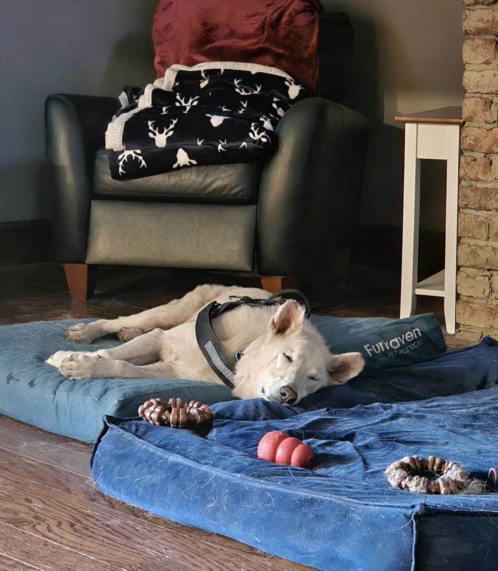 Enlarge Dexter, a Adoptable White German Shepherd in Londonderry, NH image 3/3