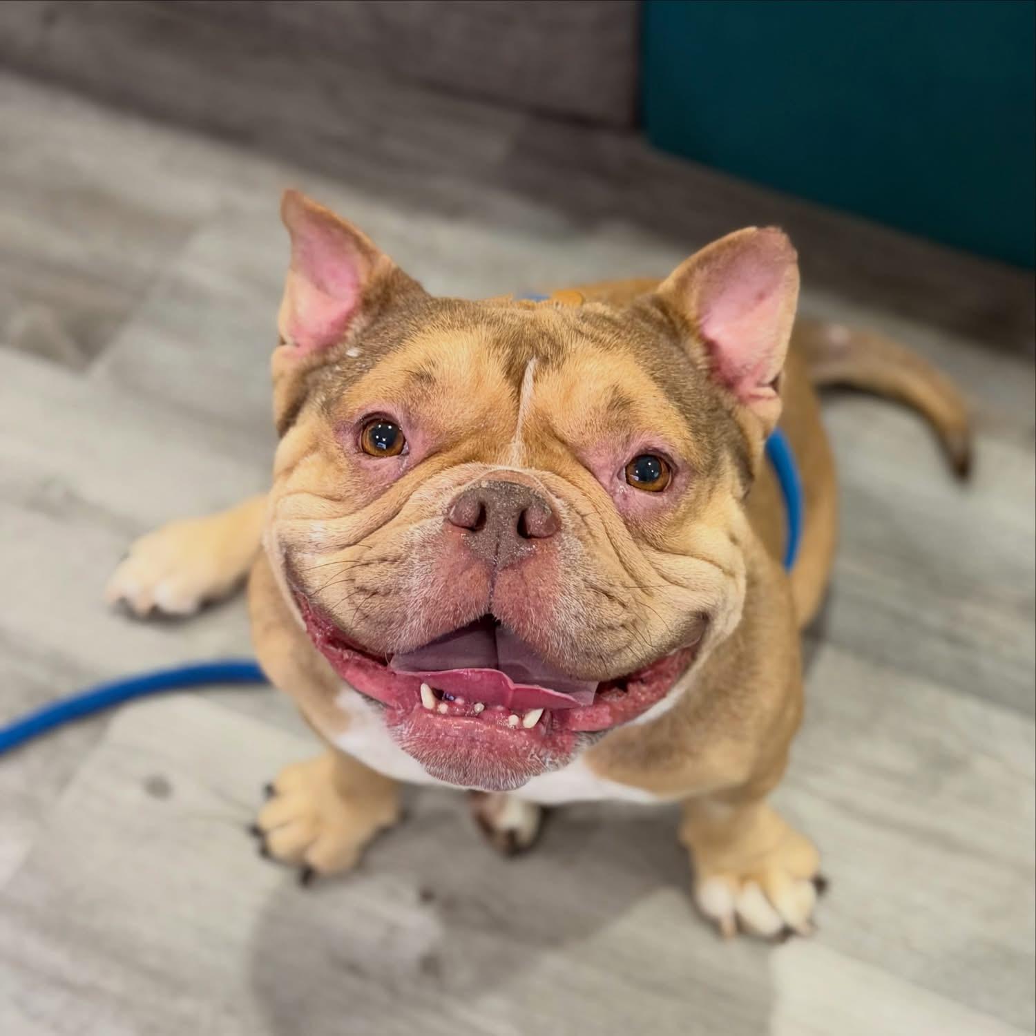 Molly, ADOPTABLE, Young Female American Bully.