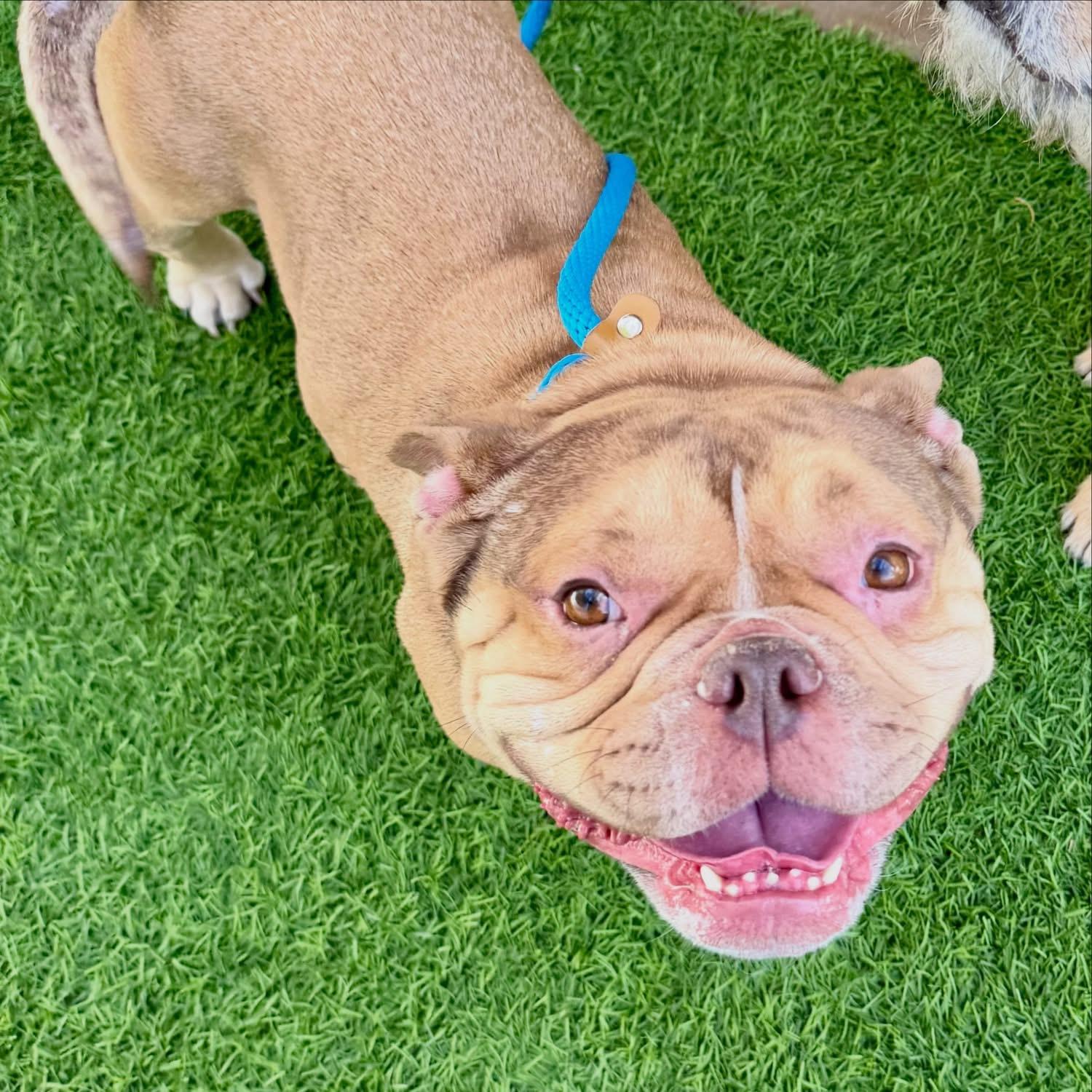 Molly, a ADOPTABLE mixed breed in Las Vegas, NV image 2/2
