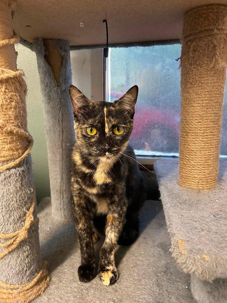 Magical Monet, Adoptable, Young Female Domestic Short Hair & Domestic Short Hair.