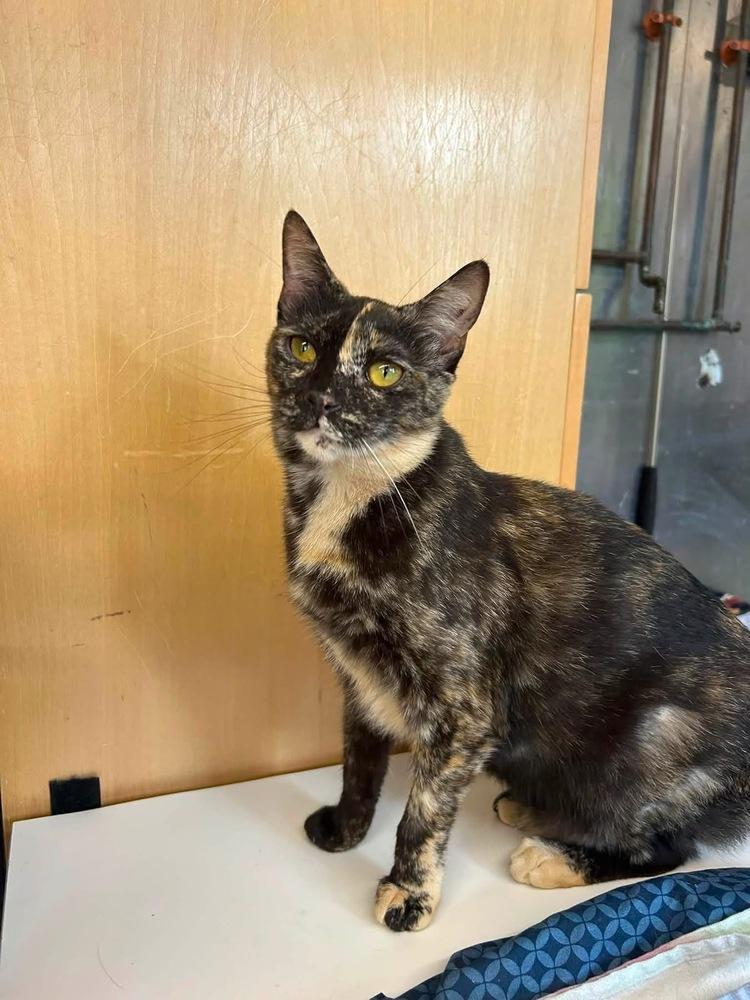 Enlarge Magical Monet, a Adoptable mixed breed in Randolph, MA image 2/3