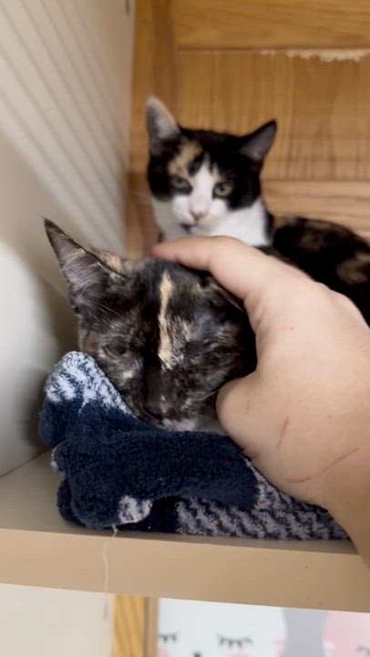 Enlarge Magical Monet, a Adoptable mixed breed in Randolph, MA video 2/2