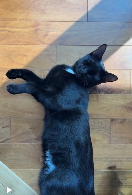 Enlarge Habibi, a Adopted Domestic Short Hair in Burlington, VT image 2/5