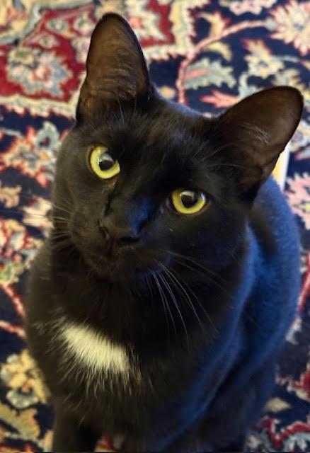 Enlarge Habibi, a Adopted Domestic Short Hair in Burlington, VT image 3/5