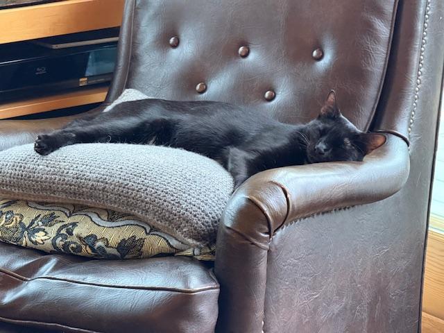 Enlarge Habibi, a Adopted Domestic Short Hair in Burlington, VT image 5/5