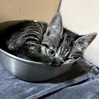 Misty, a ADOPTABLE Domestic Short Hair in Mississauga, ON image 4/4