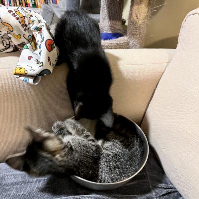 Misty, a ADOPTABLE Domestic Short Hair in Mississauga, ON image 2/4