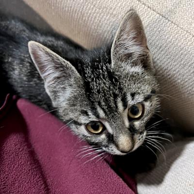 Misty, a ADOPTABLE Domestic Short Hair in Mississauga, ON image 3/4