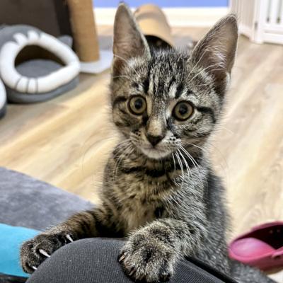 Misty, ADOPTABLE, Kitten Female Domestic Short Hair.