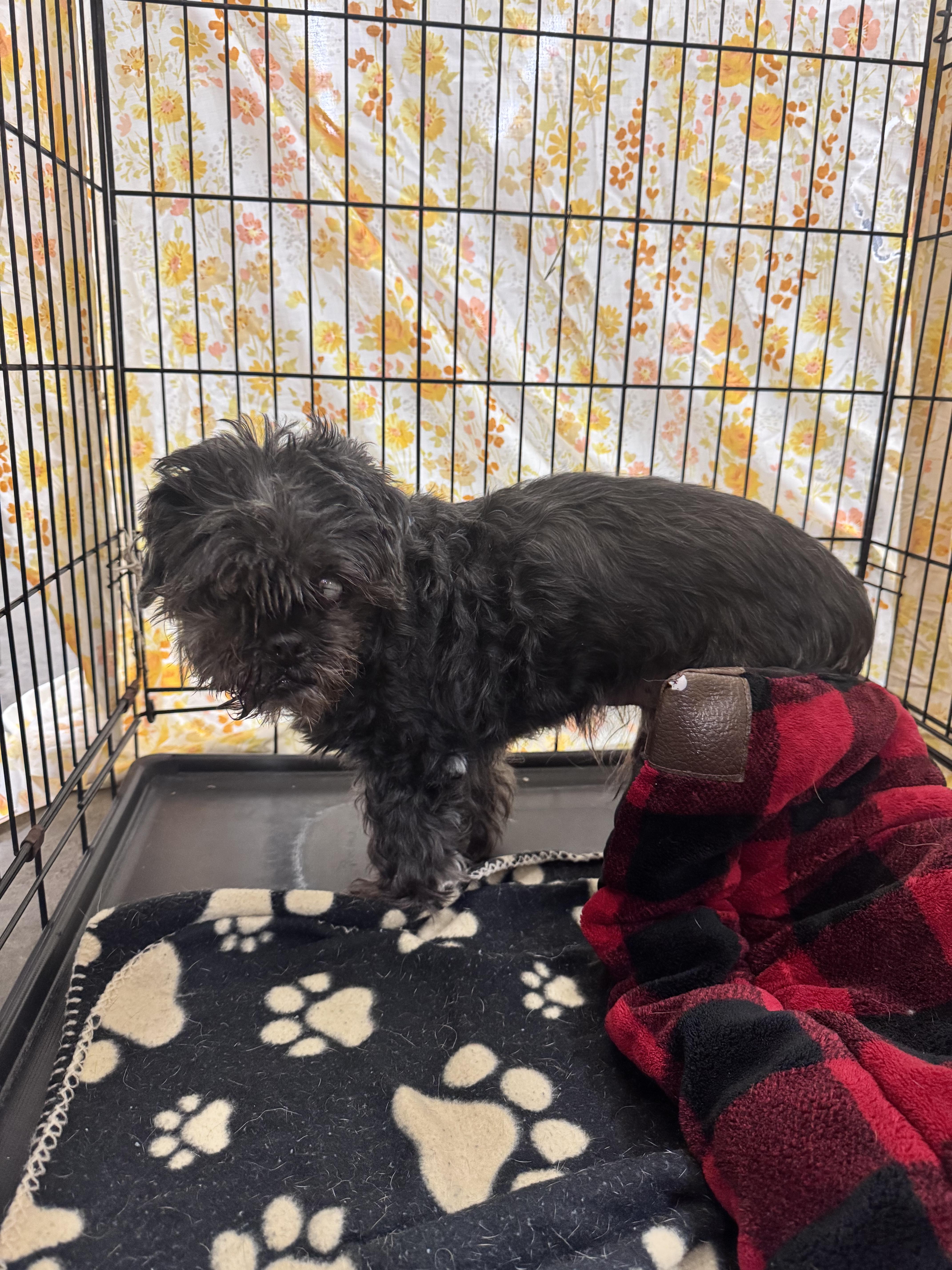 Enlarge Rocky, an adopted mixed breed in Elizabethtown, NC image 2/2