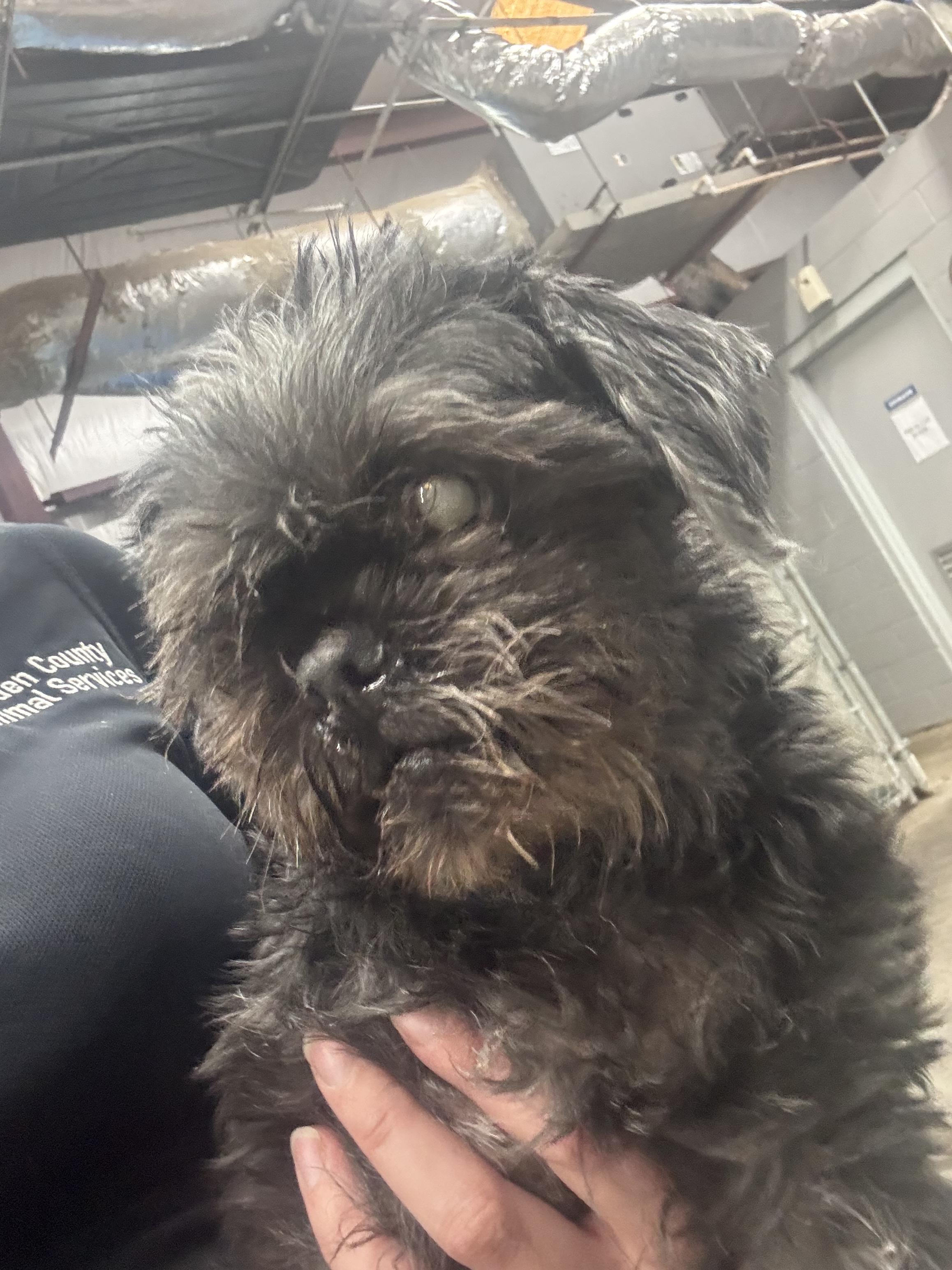 Enlarge Rocky, an adopted mixed breed in Elizabethtown, NC image 1/2