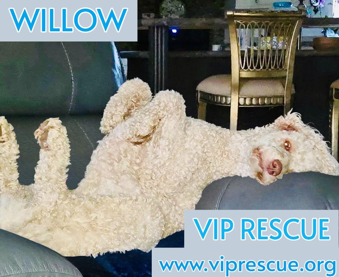 Enlarge Willow / Myakka City, a Adoptable Standard Poodle in Myakka City, FL image 6/6