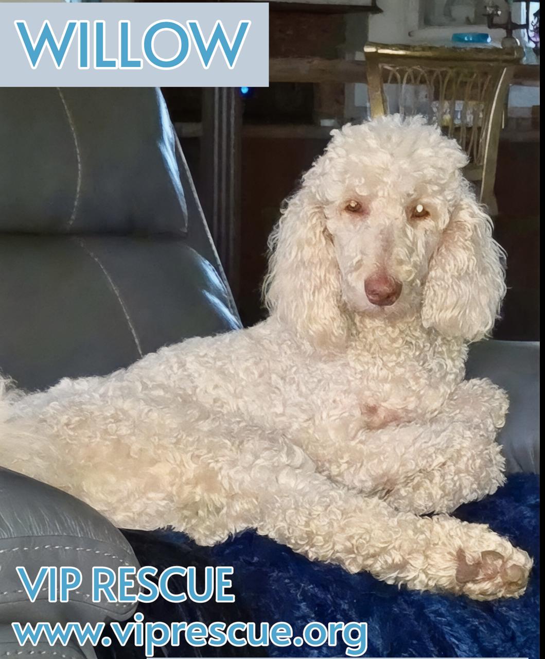 Willow / Myakka City, Adoptable, Adult Female Standard Poodle.
