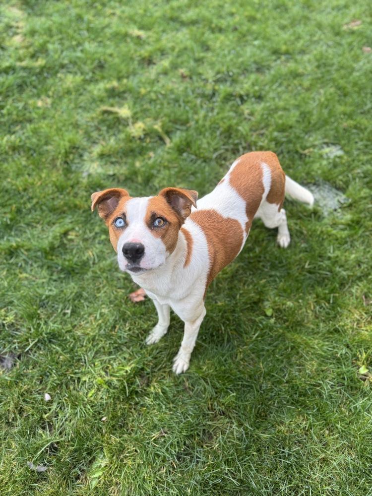 Snow white, Adoptable, Young Female Australian Cattle Dog / Blue Heeler.