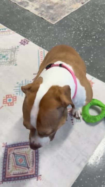 Enlarge Penny, an adopted mixed breed in Youngstown, OH video 2/2