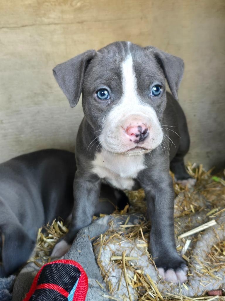 Cheshire, Adopted, Puppy Male Pit Bull Terrier & Chihuahua.