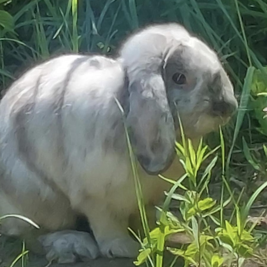 Timothy, Adult Male unknown