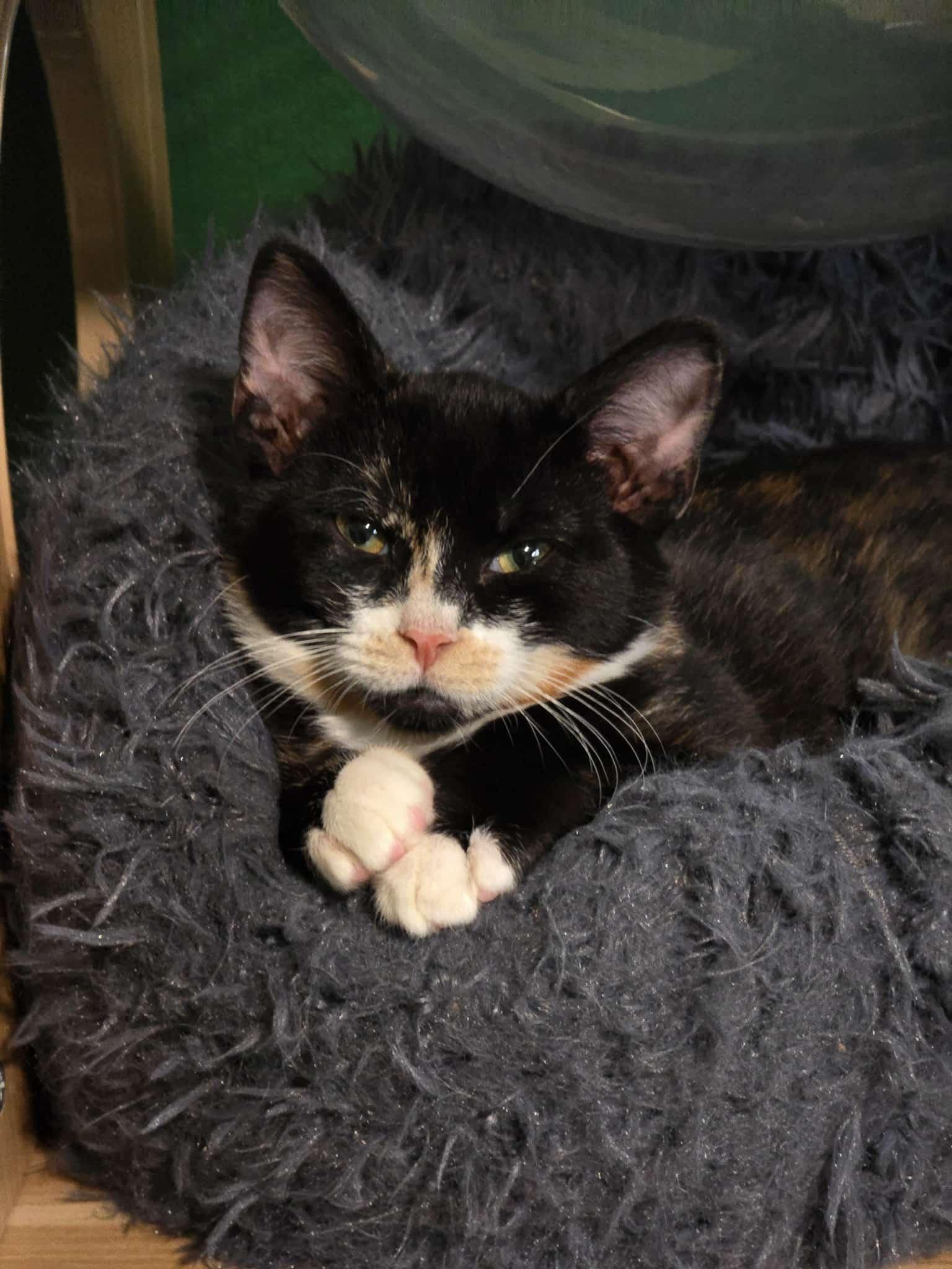 Ember, a Adoptable mixed breed in West Richland, WA image 3/4