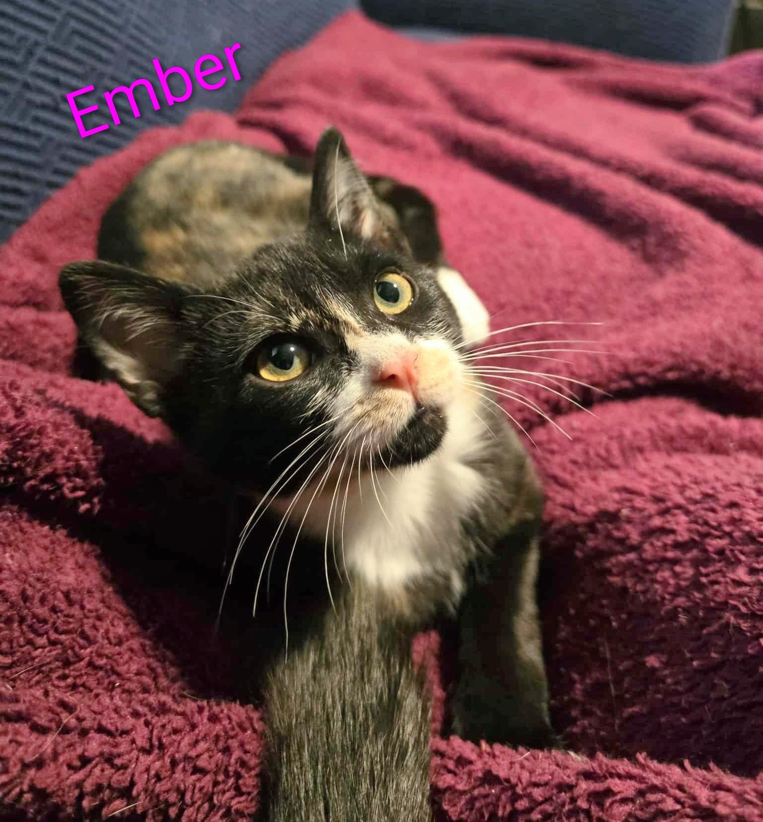 Ember, a Adoptable mixed breed in West Richland, WA image 4/4