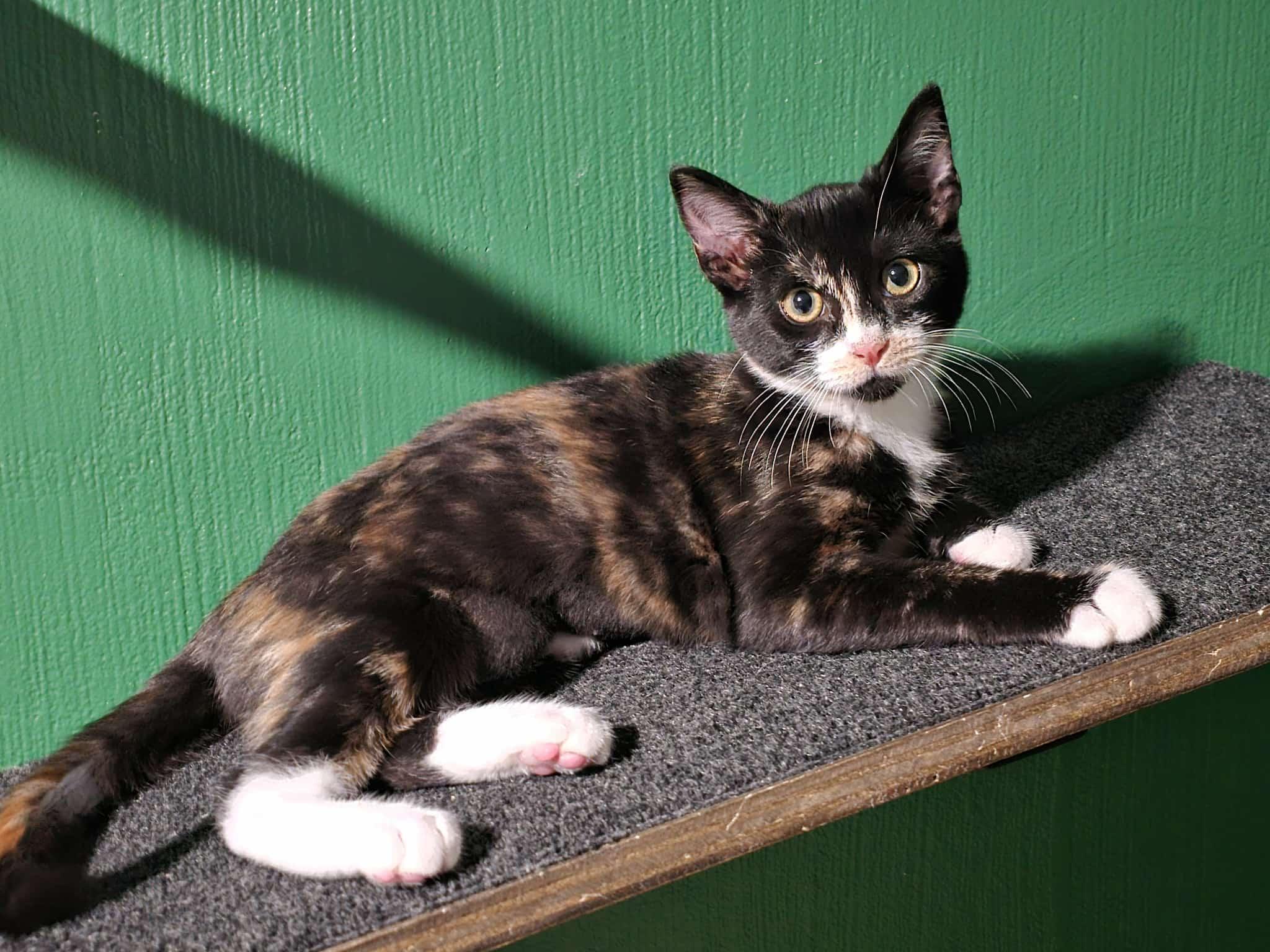 Ember, a Adoptable mixed breed in West Richland, WA image 1/4