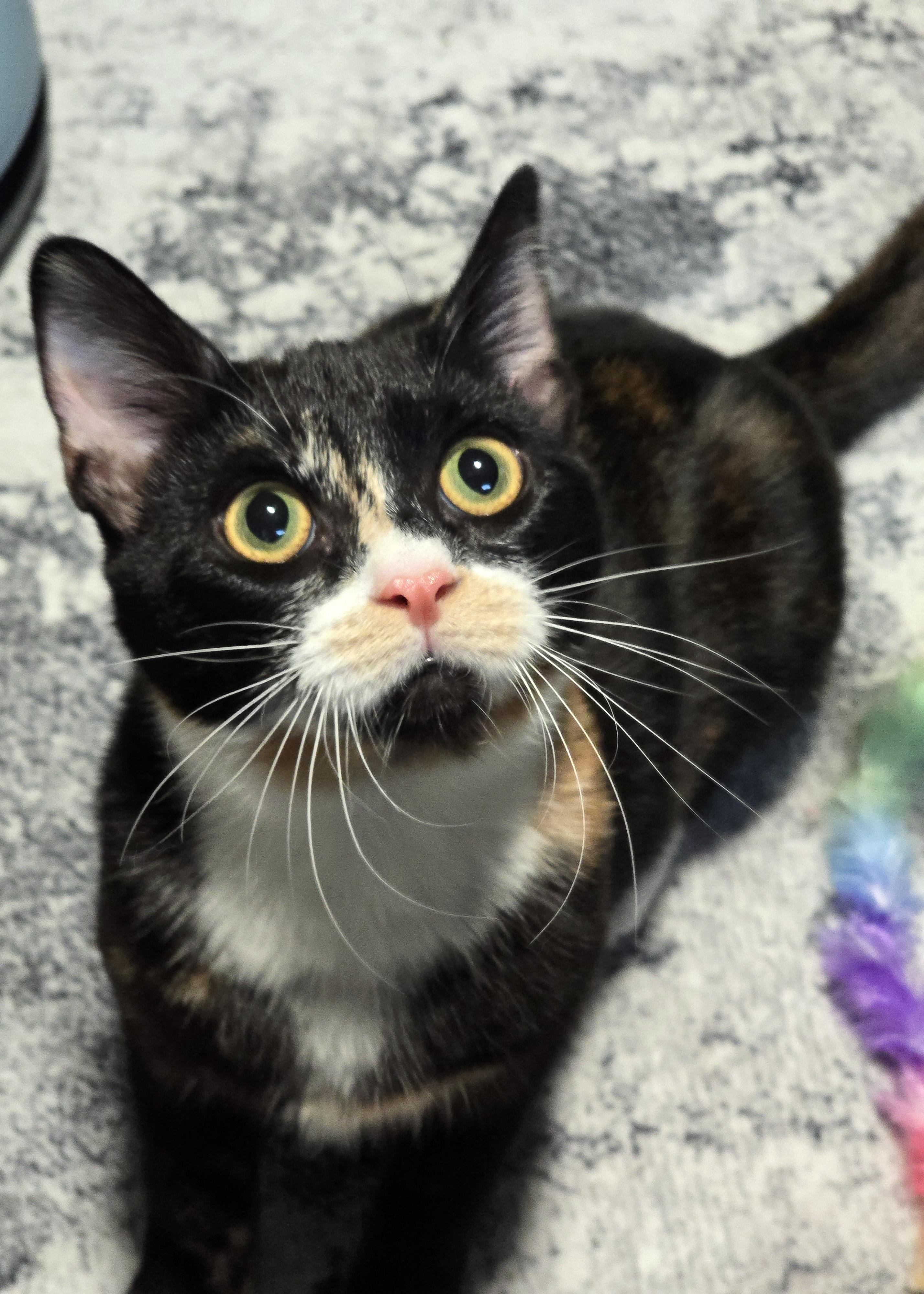 Ember, Adoptable, Kitten Female Domestic Short Hair & Calico.