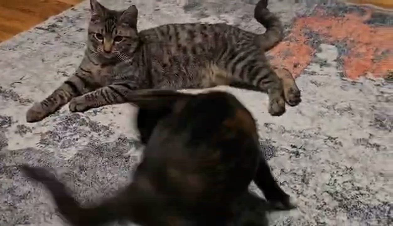 Enlarge Ember, a Adoptable mixed breed in West Richland, WA video 2/4