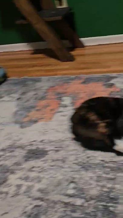 Enlarge Ember, a Adoptable mixed breed in West Richland, WA video 5/5