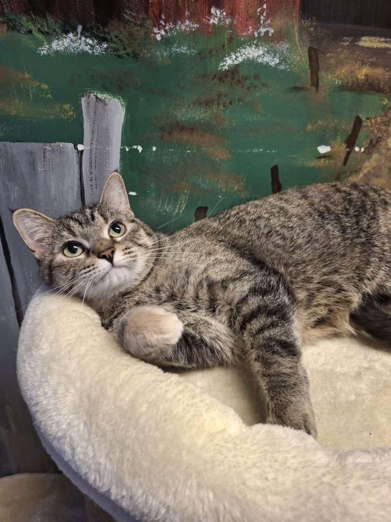 NYX, a ADOPTABLE Domestic Short Hair in Ironwood, MI image 4/6