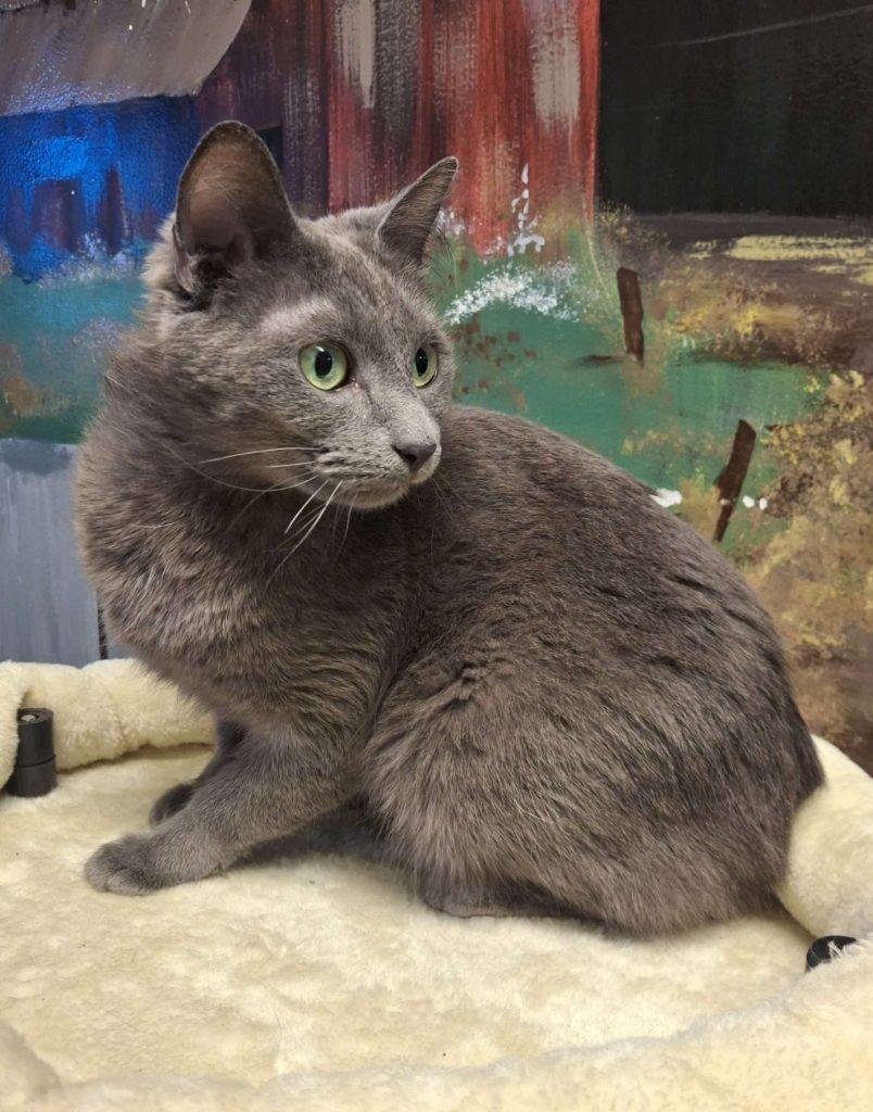 NYX, a ADOPTABLE Domestic Short Hair in Ironwood, MI image 5/6