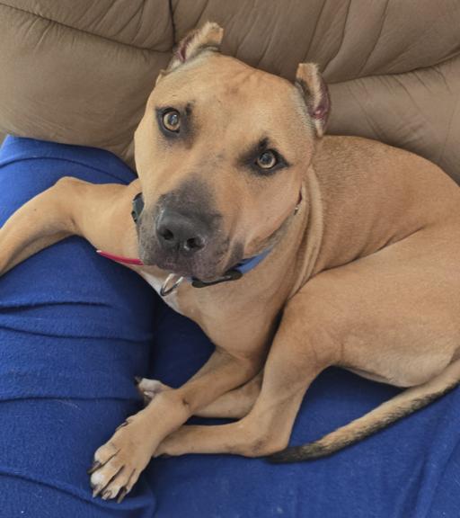 Teddy, Adult Male Pit Bull Terrier