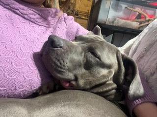 Enlarge Blue, a Adoptable Pit Bull Terrier in Belleville, MI image 1/3