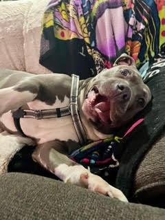 Enlarge Blue, a Adoptable Pit Bull Terrier in Belleville, MI image 2/3