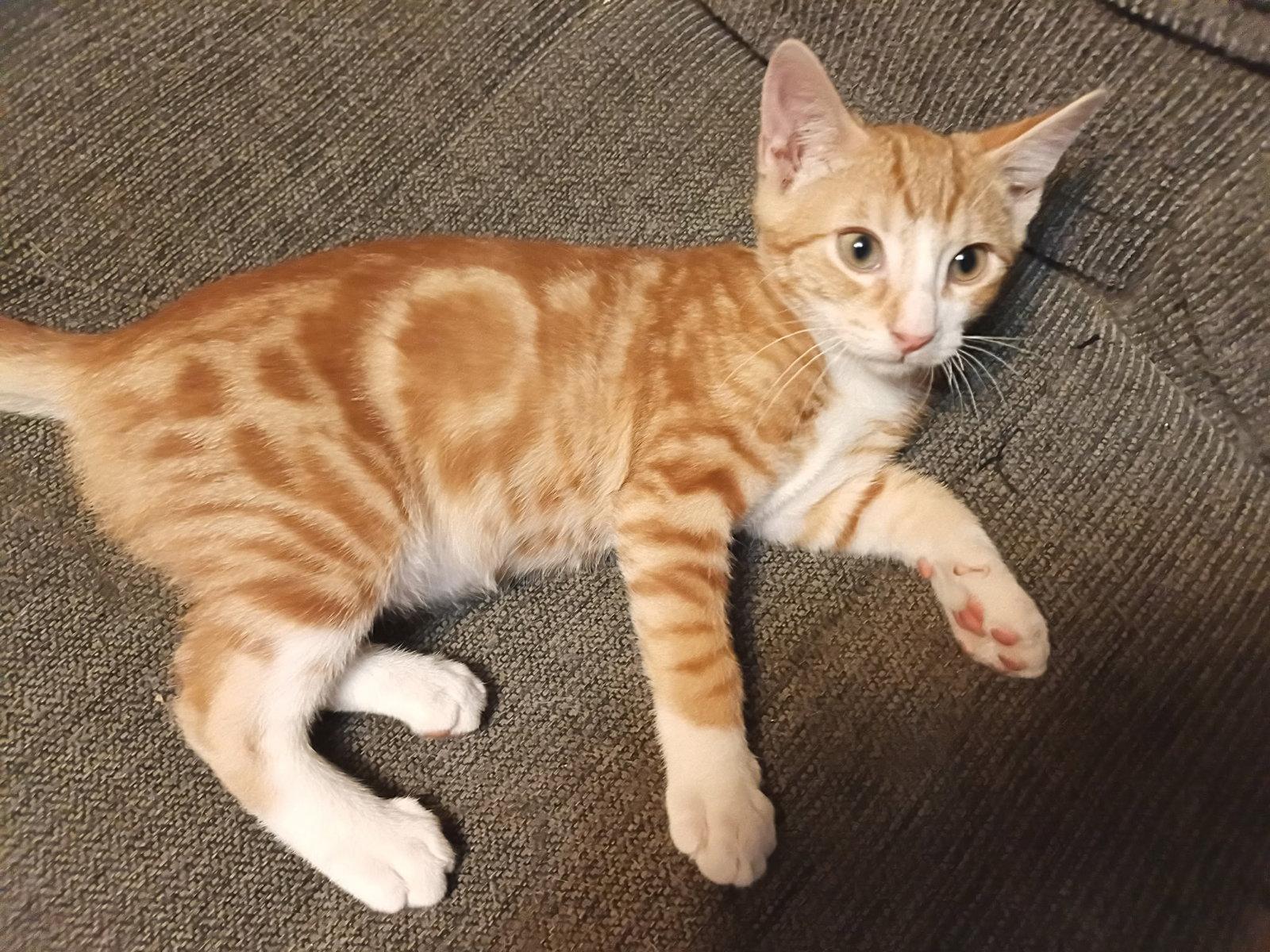 CLANCY, Adoptable, Kitten Male Tabby.