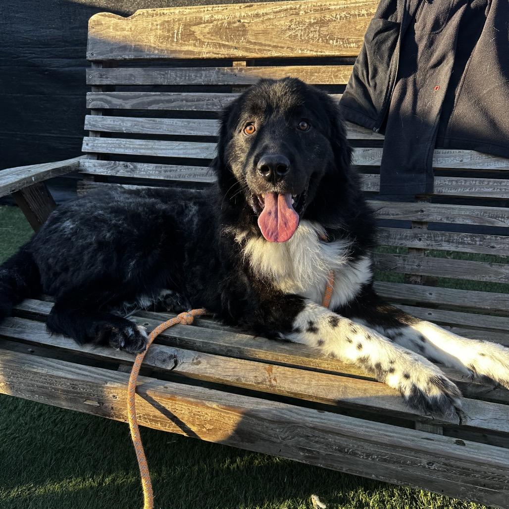 Rip, Adoptable, Adult Male Great Pyrenees & Belgian Shepherd / Sheepdog.